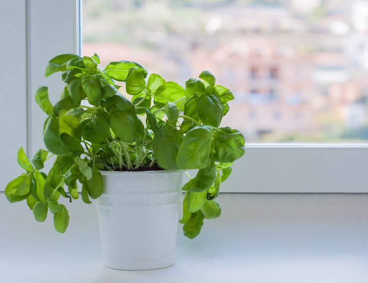 Taking care of basil at home