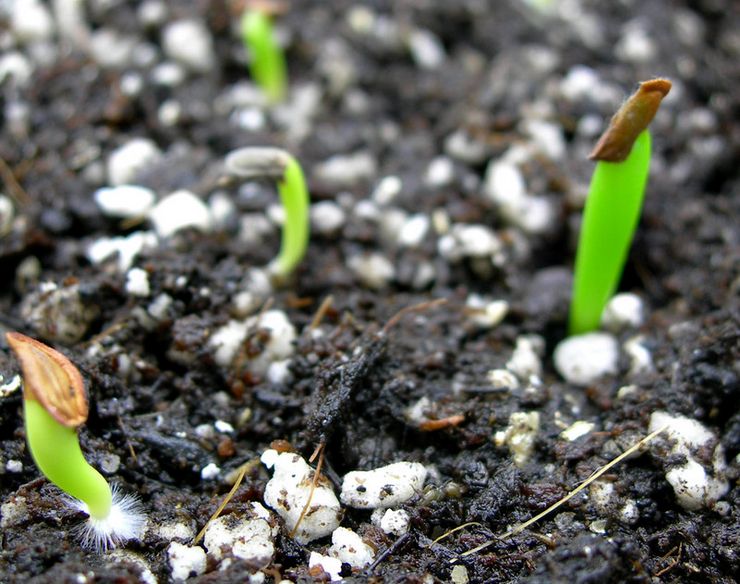 Выращивание церопегии из семян