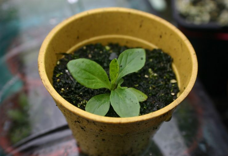 Выращивание наперстянки из семян