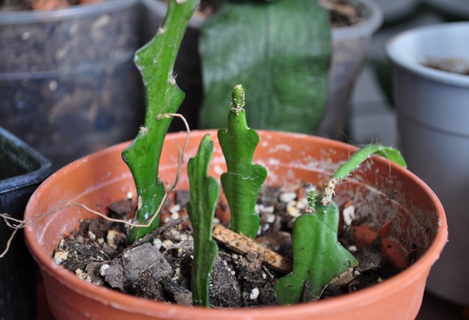 Кактус эпифиллум можно размножить делением куста, стеблевыми черенками, а также семенами