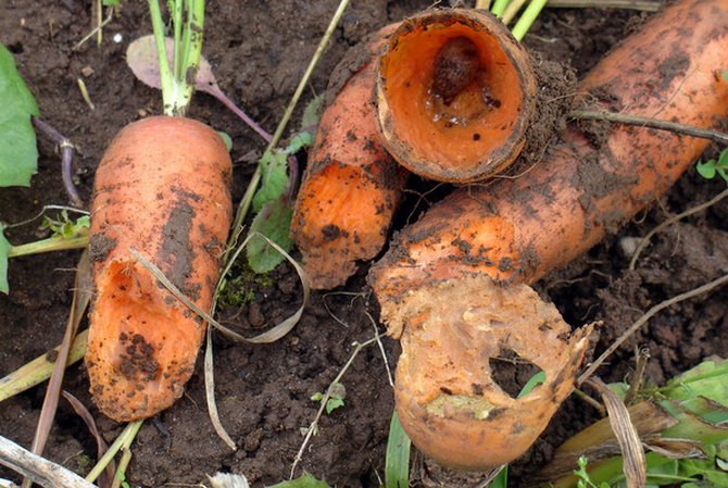 Профилактические меры для защиты моркови от вредителей