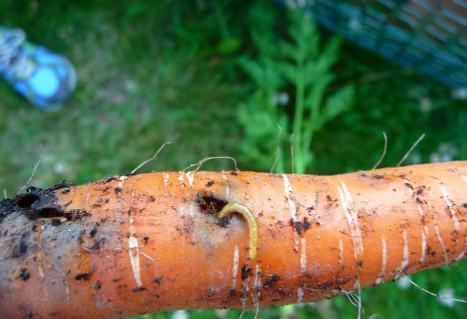 Как побороть насекомых — вредителей моркови?