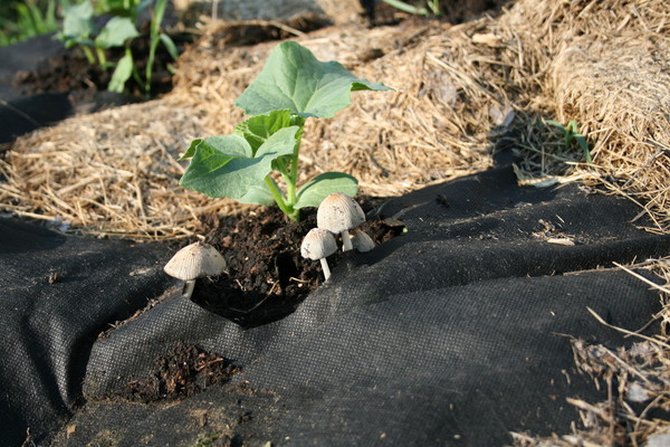Выращивание огурцов под черной пленкой