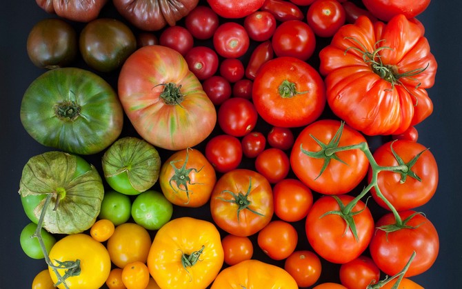 Что дает лучший урожай: чистые сорта овощей или гибриды