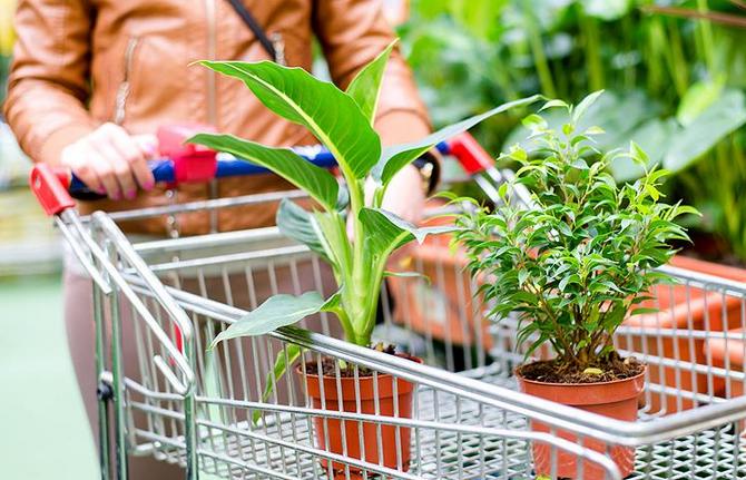 Как правильно купить растение или цветы