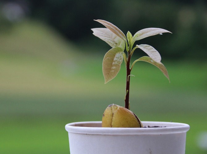 Авокадо. Уход и выращивание в домашних условиях. Как вырастить авокадо из косточки