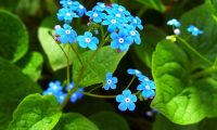 Бруннера – посадка и уход в открытом грунте. Виды и сорта бруннеры. Описание, фото