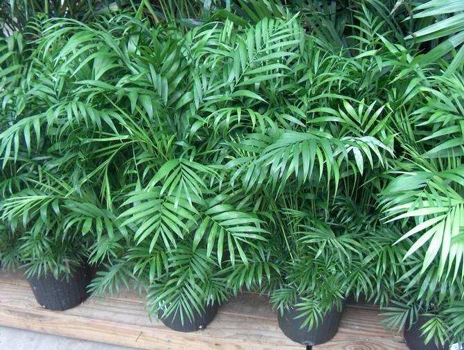 Хамедорея – это растение, в семействе которого насчитывается не один десяток видов и сортов