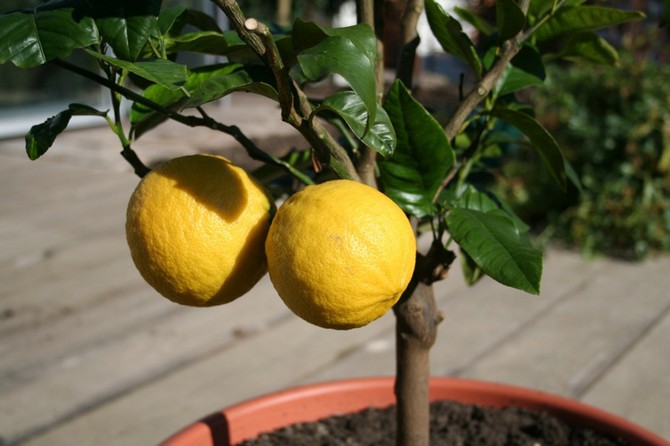 Лимон – уход и выращивание в домашних условиях. Посадка и размножение. Описание, сорта, фото