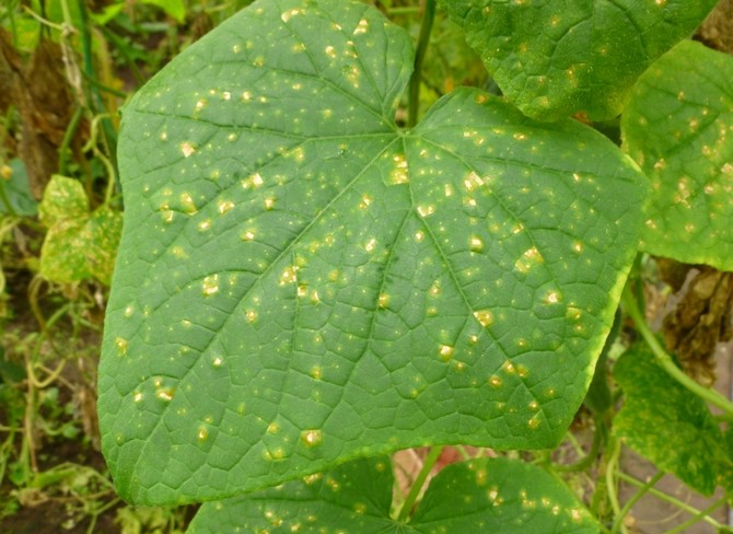 Грибковая болезнь сначала оставляет на ботве пятна, напоминающие ржавчину, затем сухие пятна на листьях