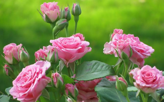 Розы – основные правила выращивания и ухода