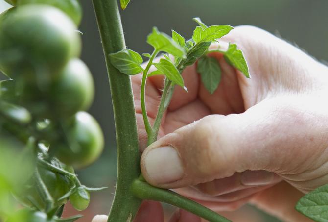 Пасынкование томатов: как и когда делать