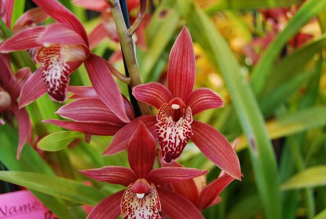 Период цветения орхидеи цимбидиум