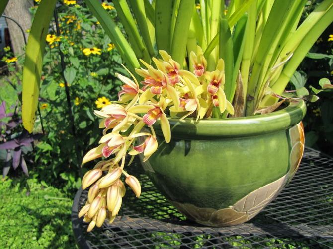 Цимбидиум – цветок, который любит качественную подкормку. Подкармливают растение не реже, чем один-два раза за вегетационный сезон.
