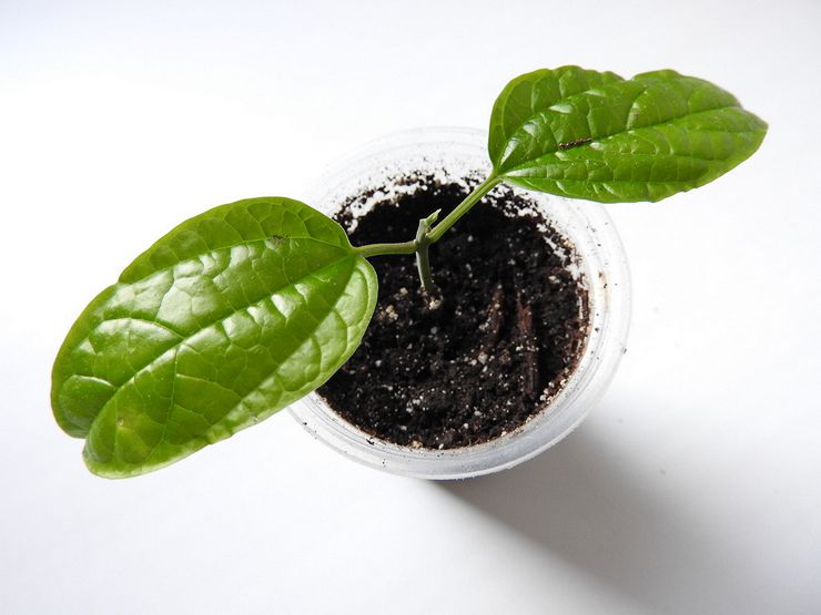 Выращивание клеродендрума из семян