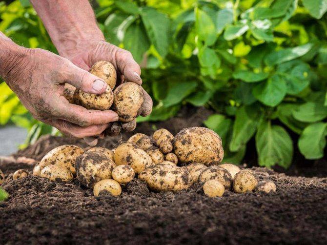 Как вырастить картофель из семян