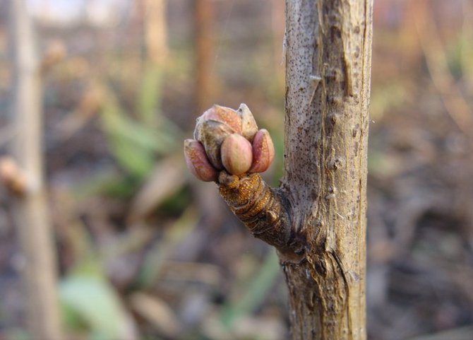 Почковый клещ поселяется в почках смородины между чешуйками, в почке он размножается, а питается соком смородины.