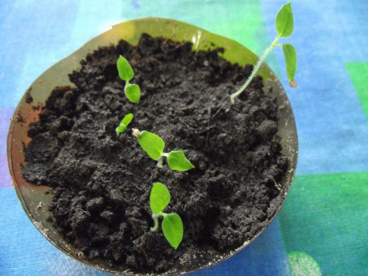 Выращивание пассифлоры из семян