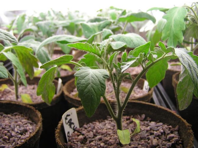Выращивание рассады томатов: посев, пикировка, поливы и подкормки, закалка