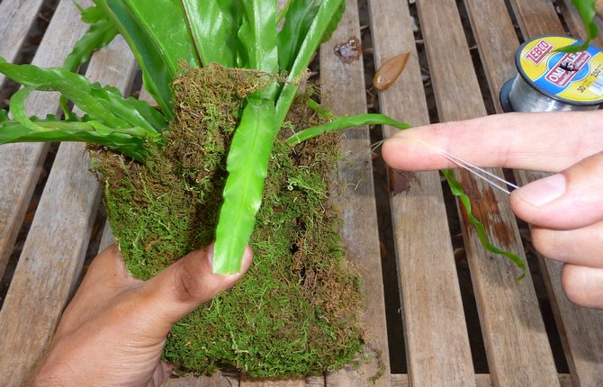 Пересадка растения осуществляется только по мере роста корней