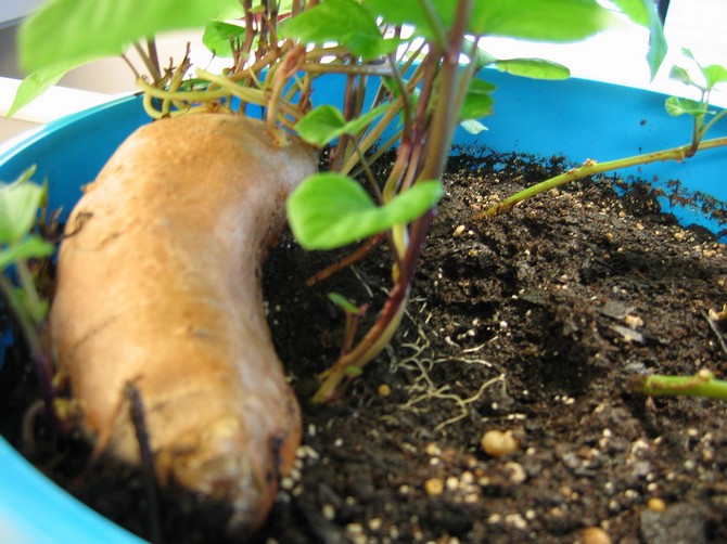 Проращивание батата в почвенной смеси