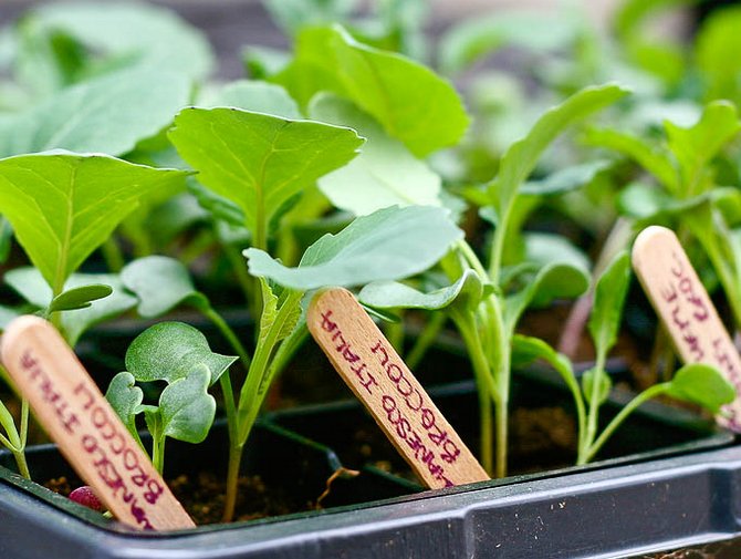 Выращивание рассады цветной капусты