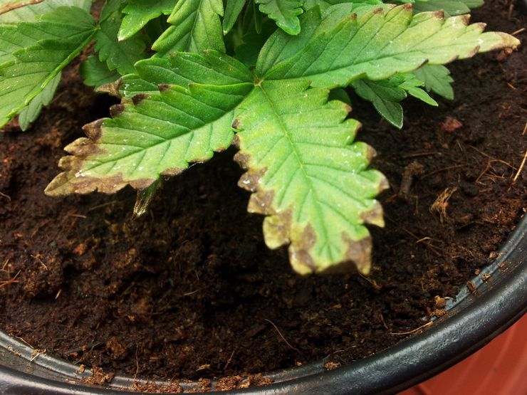Сохнут листья на марихуане марихуана можно ее курить