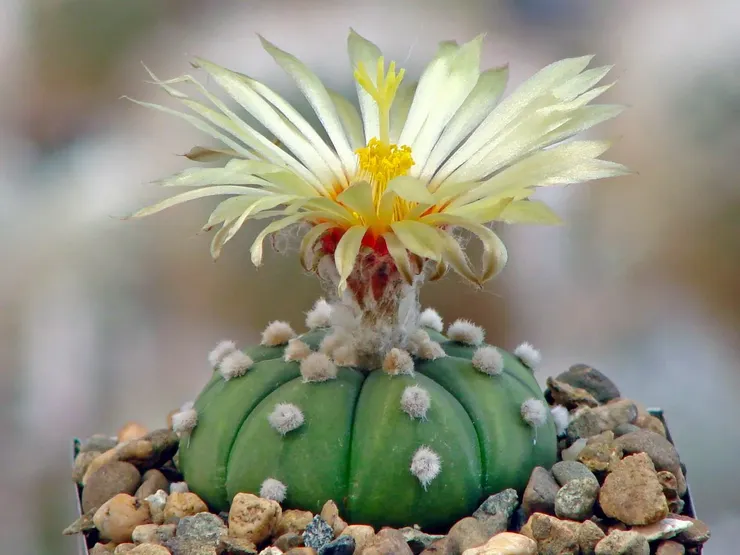 Astrophytum stjerne