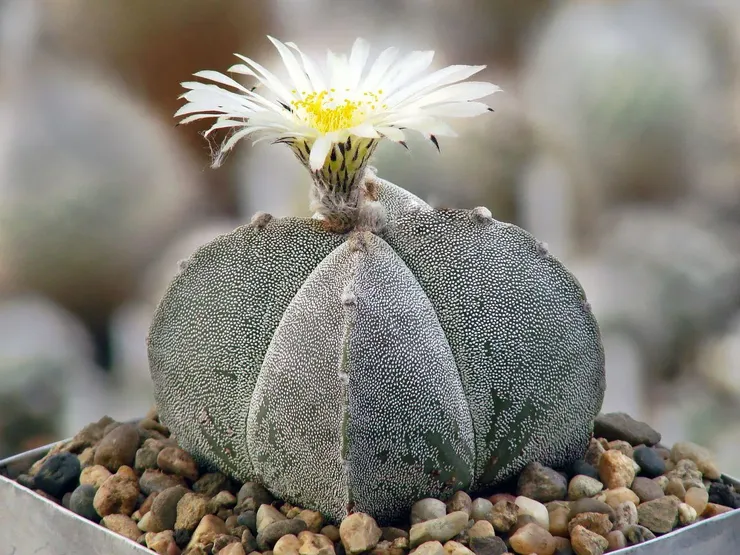 Rastlina Astrophytum