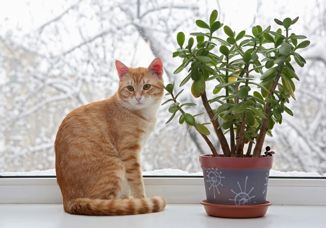 Как отучить кота есть цветы и комнатные растения. Что делать, если кот ест цветы?