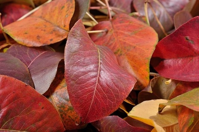 Почему краснеют листья груши