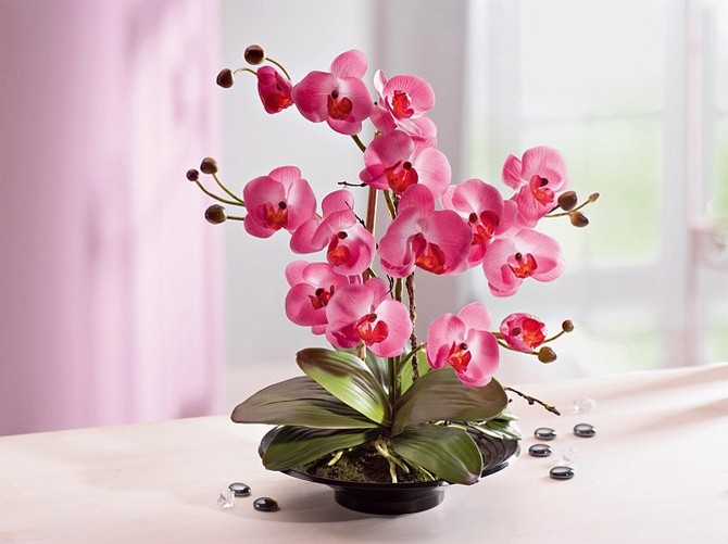 Уход за орхидеей в домашних условиях. Выращивание орхидей в квартире
