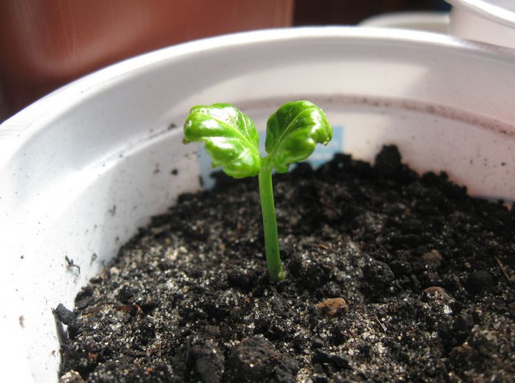 Выращивание табернемонтаны из семян