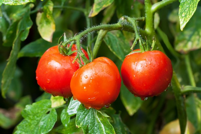 Недостаток элементов питания у томатов