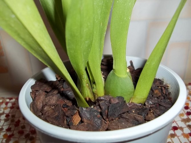 Мильтония – уход в домашних условиях. Выращивание орхидеи мильтонии,  пересадка и размножение. Описание, виды. Фото