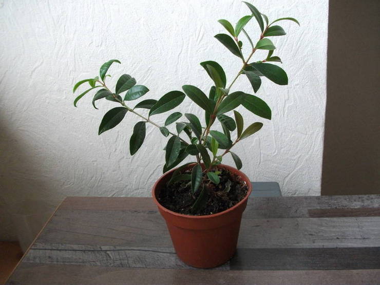 Растение будет полноценно расти и развиваться только в помещении в повышенной влажностью воздуха