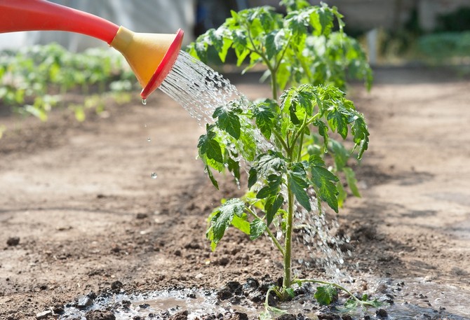 Как часто поливать рассаду помидоров после пикировки, высадки в грунт и в теплице