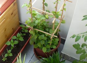 Анредера: уход в домашних условиях, размножение, виды, фото