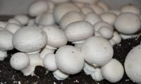 ыращивание шампиньонов в домашних условиях. Как вырастить грибы шампиньоны в мешках дома