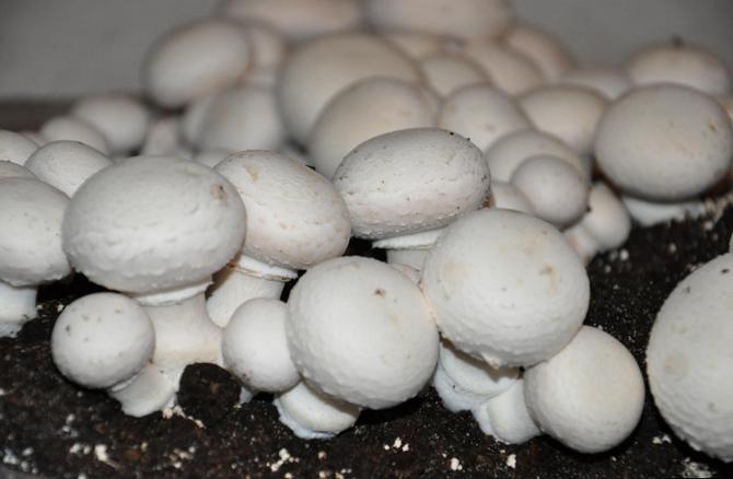ыращивание шампиньонов в домашних условиях. Как вырастить грибы шампиньоны в мешках дома