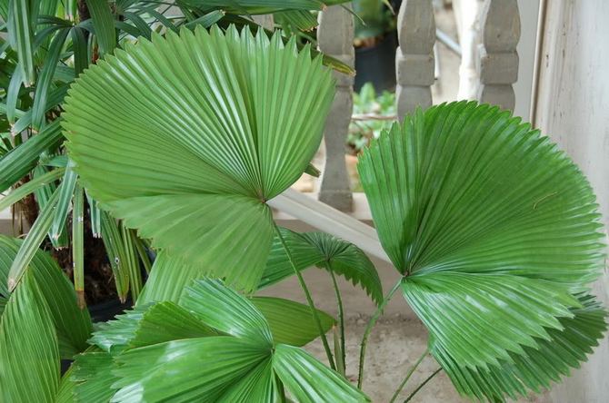 Ликуала – веерная пальма. Уход за ликуалой в домашних условиях. Выращивание пальмы, пересадка и размножение. Описание, виды. Фото