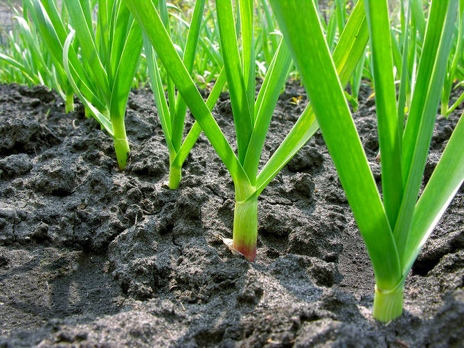 Выращивание чеснока и уход за ним. Как посадить и вырастить чеснок в открытом грунте