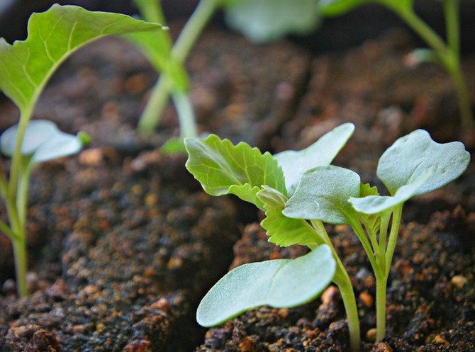 Посев семян и выращивание рассады