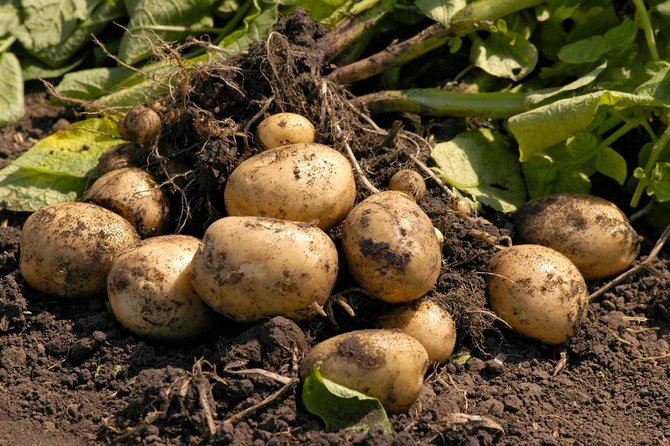 Выращивание картофеля по голландской технологии на дачном участке
