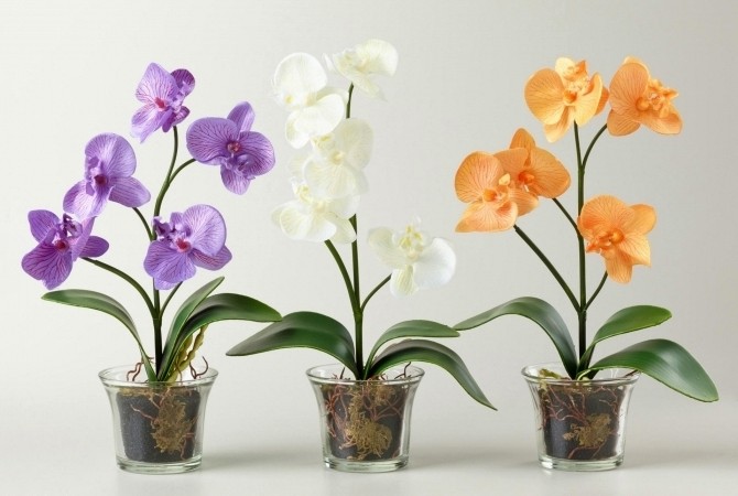 Благородная ароматная орхидея цветет прекрасными белыми, желтыми, розовыми и голубыми цветами.