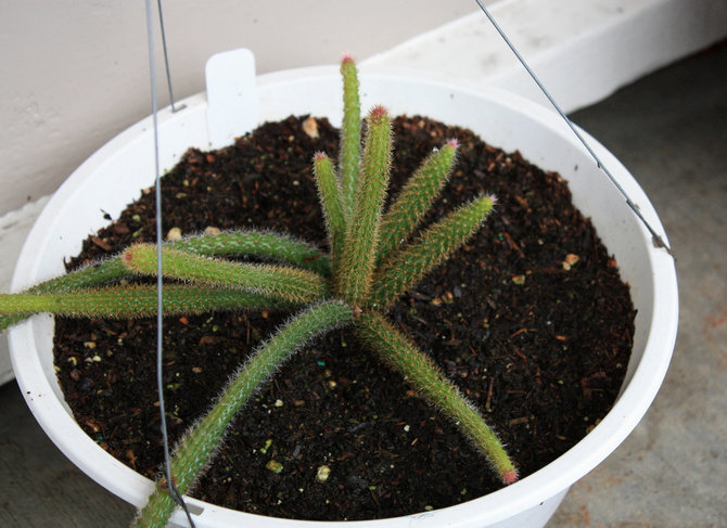 С марта и до середины лета апорокактус подкармливают удобрениями для кактусов