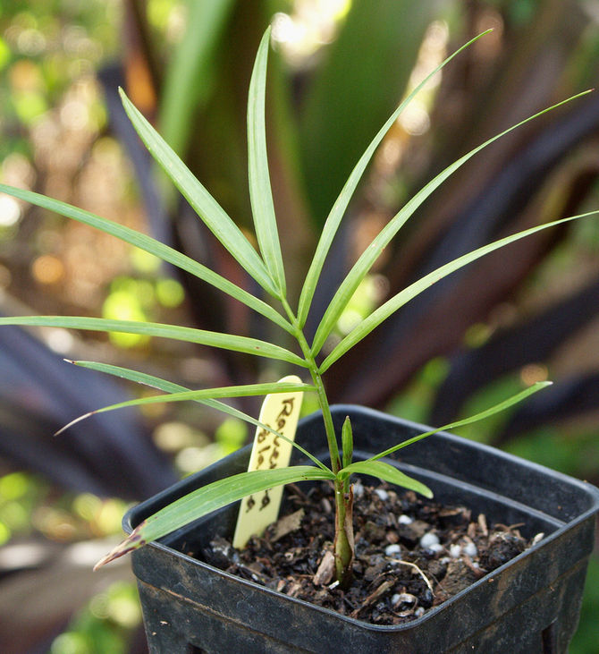 Пальма равенея – это растение, которое предпочитает высокую влажность