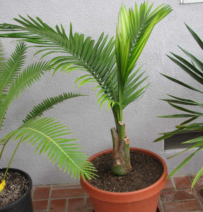 Уход за пальмой равенея в домашних условиях