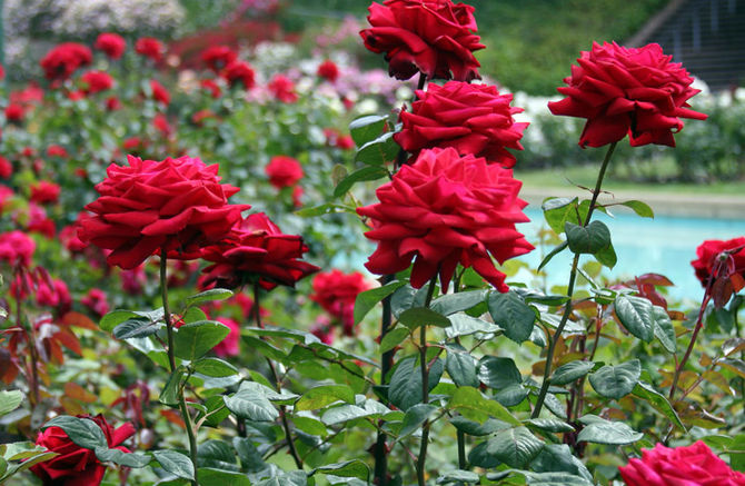 Как осуществляется осенняя и весенняя подкормка роз