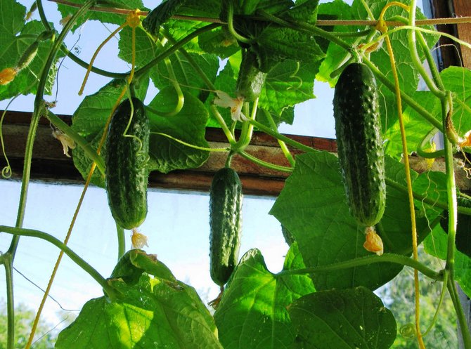 Как вырастить огурцы на балконе: посадка семян, сбор урожая, выращиваниеогурцов в зимнее время